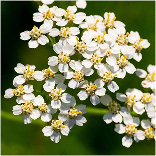30,000 Seeds All Perennial Butterfly Attracting Wildflower Mixture