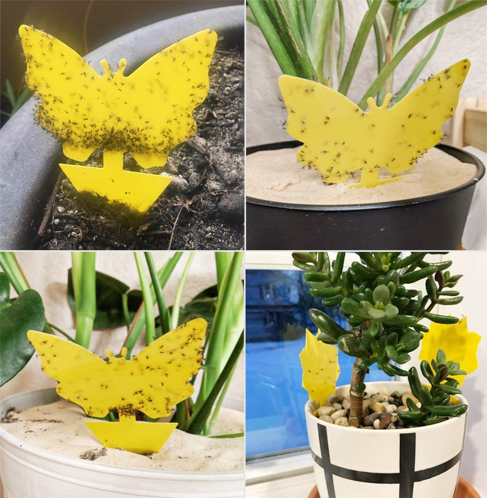 12 Pack Sticky Fruit Fly Trap and Fungus Gnat Traps Killer for Indoor and Outdoor, Protect The Plant, Non-Toxic and Odorless
