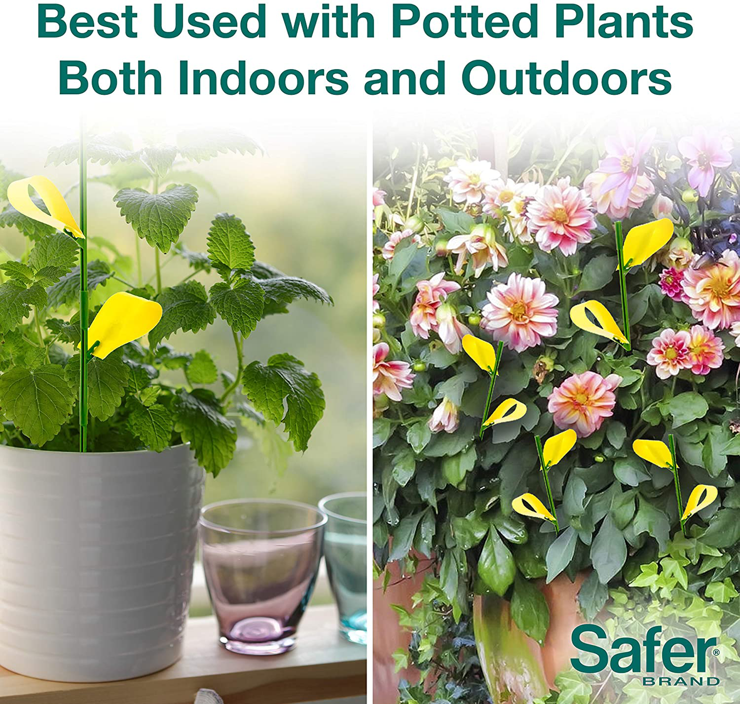 Houseplant Sticky Stakes Insect Traps