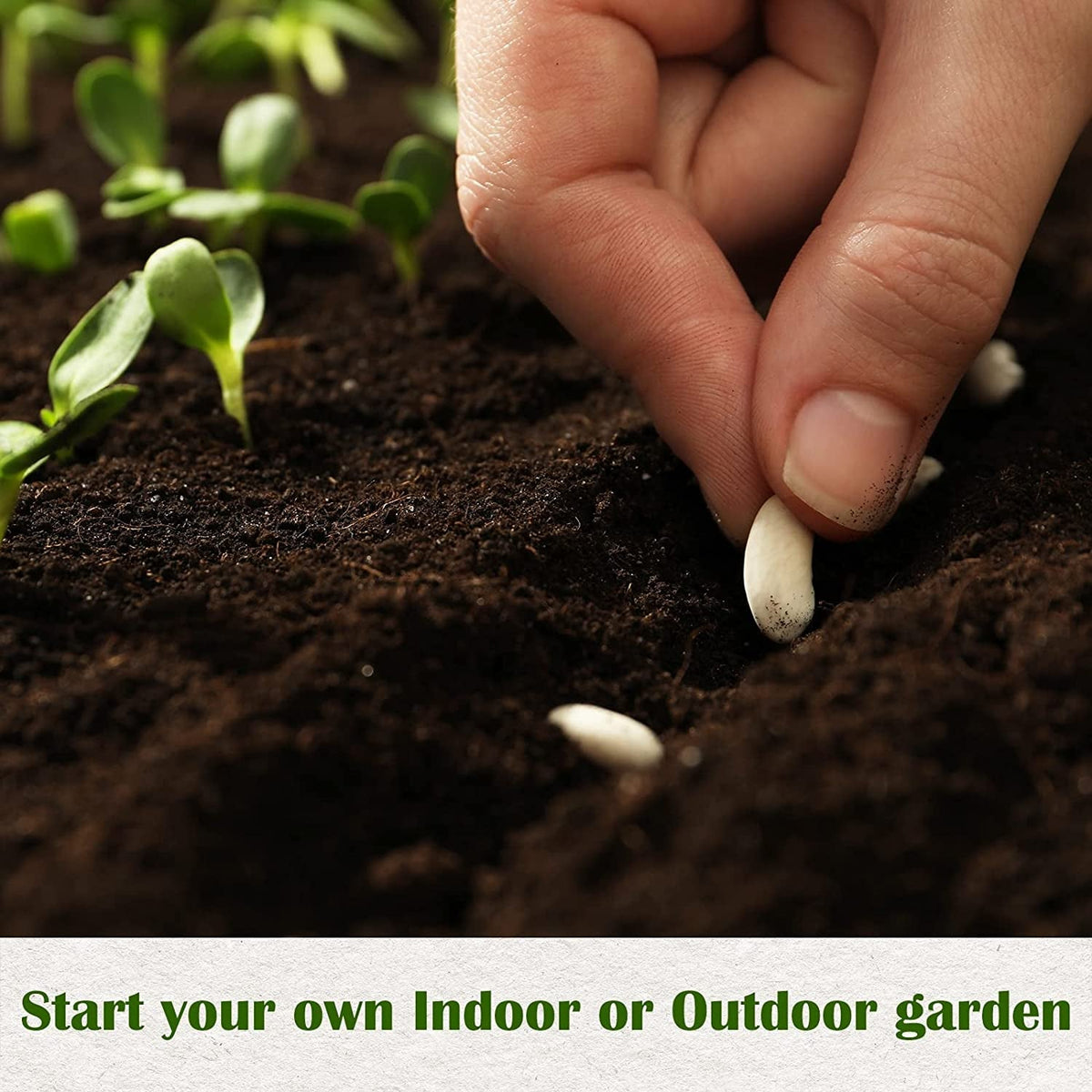 10 Herb Kit Non-GMO Growing into Thyme, Lavender, Chamomile, Dill, Chives, Cilantro, Rosemary, Basil, Parsley, Sage