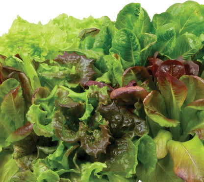  Heirloom Salad Greens Mix Seed Pod Kit 