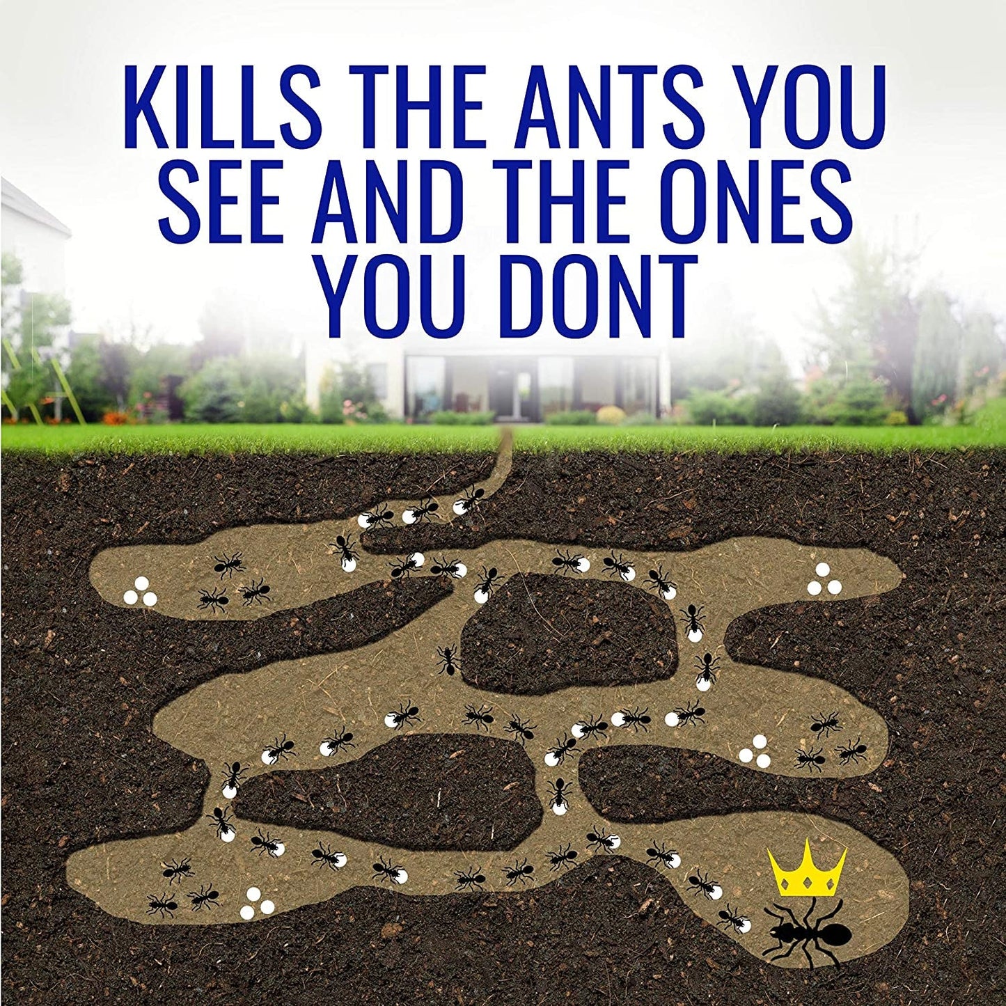 Terro T100-12 Liquid Ant Killer II, 1 oz, Pack of 1