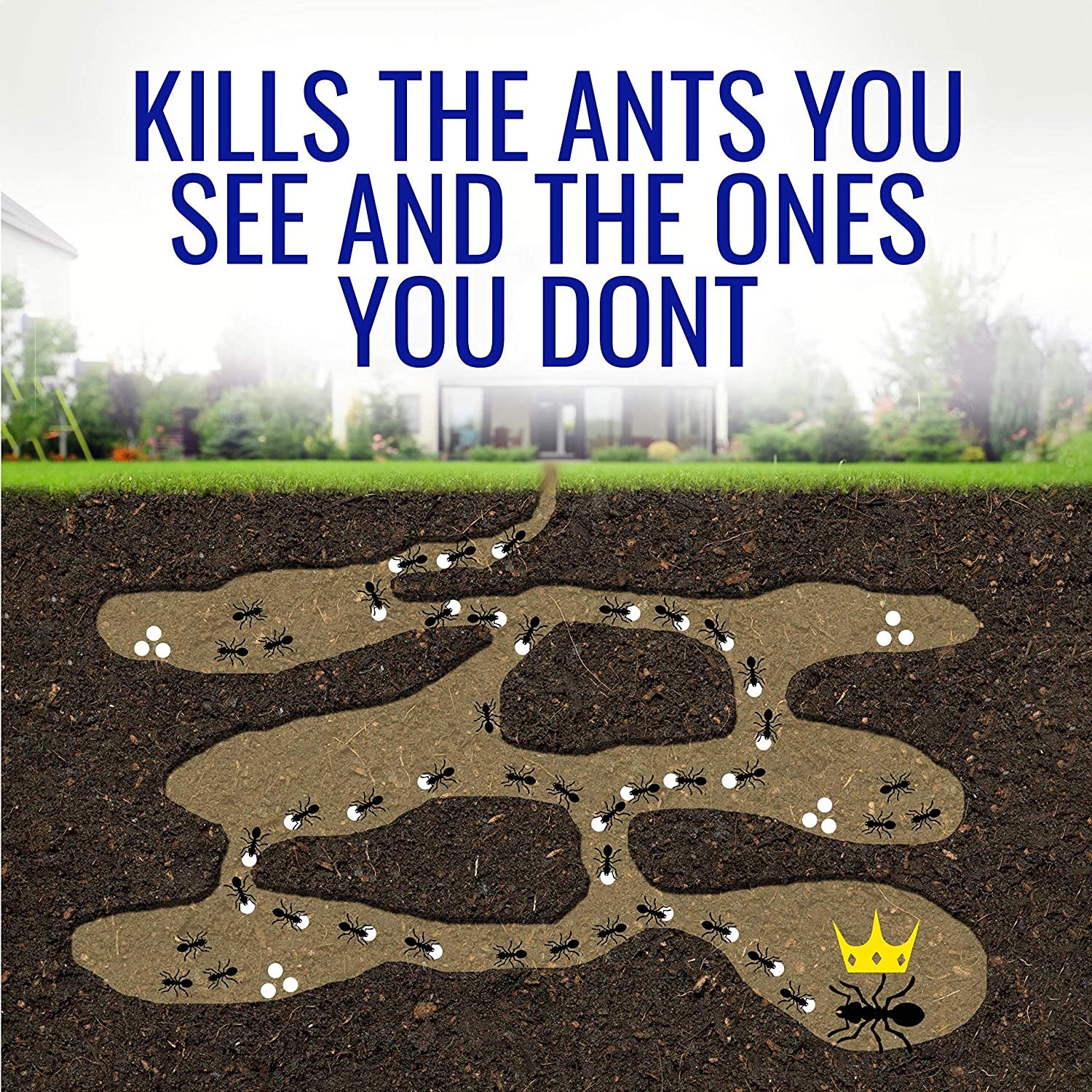 Terro T100-12 Liquid Ant Killer II, 1 oz, Pack of 1