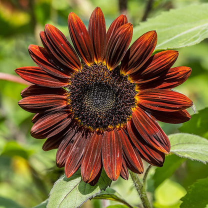 Sunflower Seeds - Chocolate Cherry - 1 Oz ~1700 Seeds 