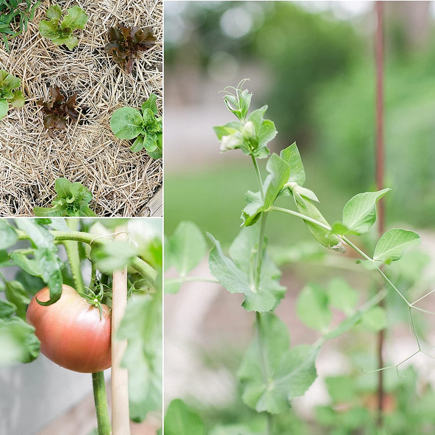  Organic Vegetable Seed Collection (10-Pack) 