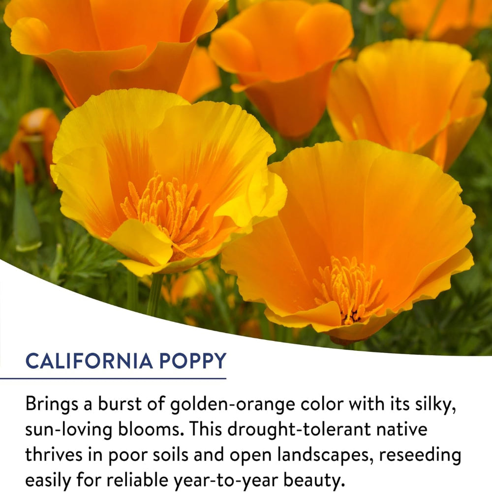 25,000 Wildflower Seeds Bulk Mix – Variety Non-GMO Pollinator Garden Blend