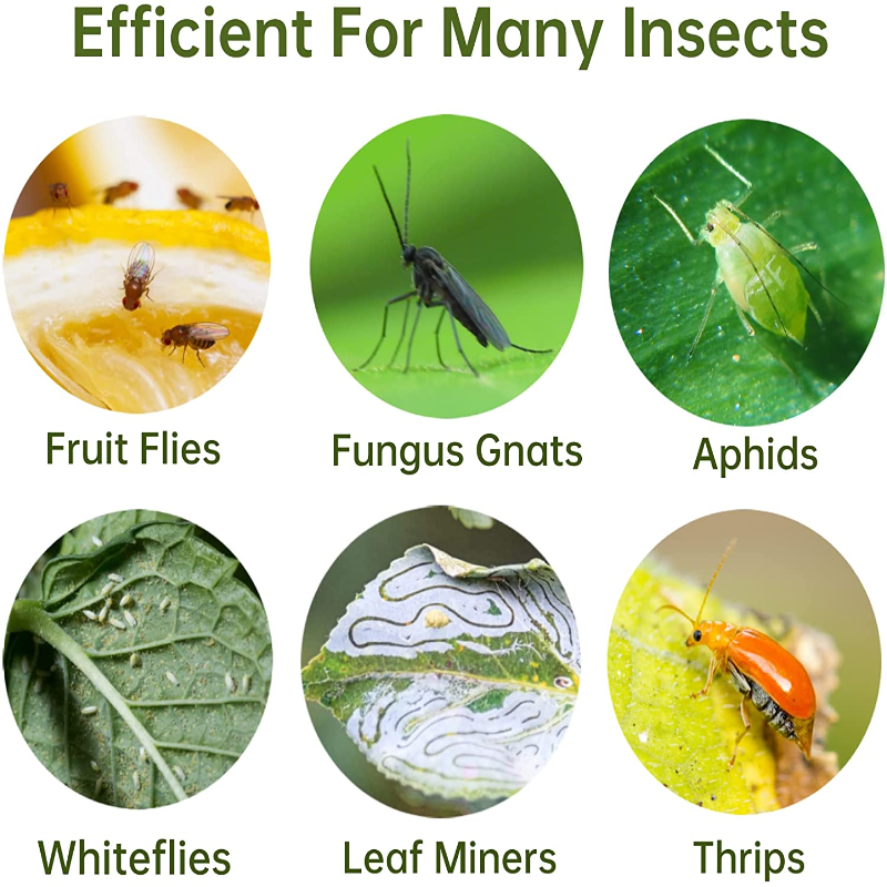 Multi Pack Yellow Fruit Fly Trap, 5 x 3 Inches Sticky Fungus Gnat Killer for Flying Plant Insect, Fungus Gnats, Whiteflies