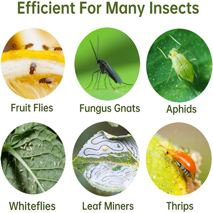 Multi Pack Yellow Fruit Fly Trap, 5 x 3 Inches Sticky Fungus Gnat Killer for Flying Plant Insect, Fungus Gnats, Whiteflies