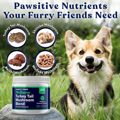 Honest Paws - Dog Turkey Tail Mushroom Blend - Made in USA - Digestive and Immunity Booster for Dogs - Shiitake, Reishi, Maitake Mushroom Extract Formula - No Filler, No Additives (1.5 oz)