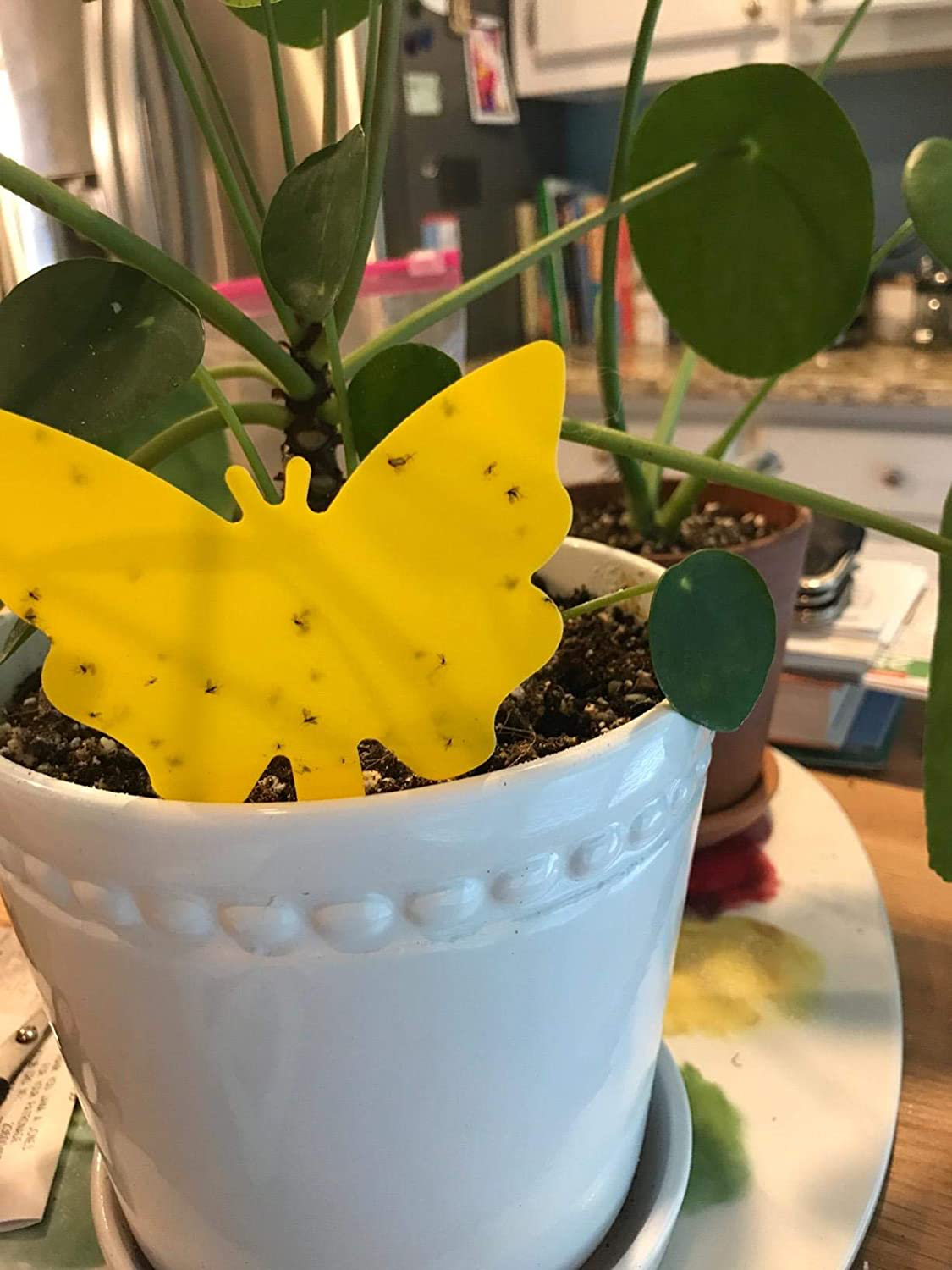 Sticky Trap,Fruit Fly and Gnat Trap Yellow Sticky Bug Traps for White Flies,Mosquitos,Fungus Gnats,Flying Insects