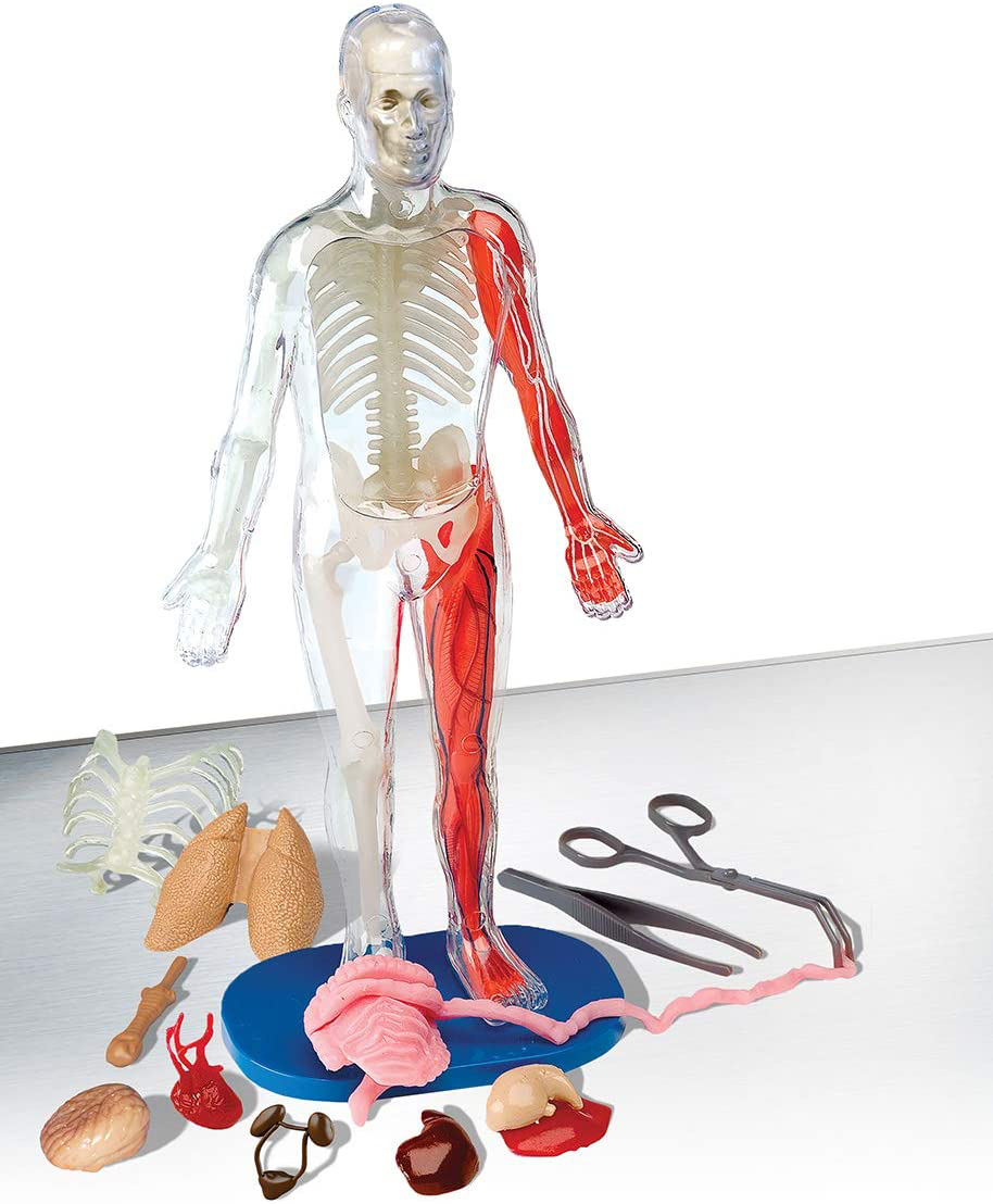 SmartLab Toys Squishy Human Body, Multicolor, Standard