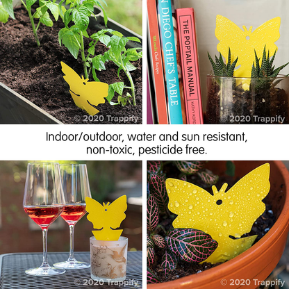 12 Insect Catchers for White Flies, Mosquitos, Fungus Gnats, Flying Insects - Disposable Glue Traps