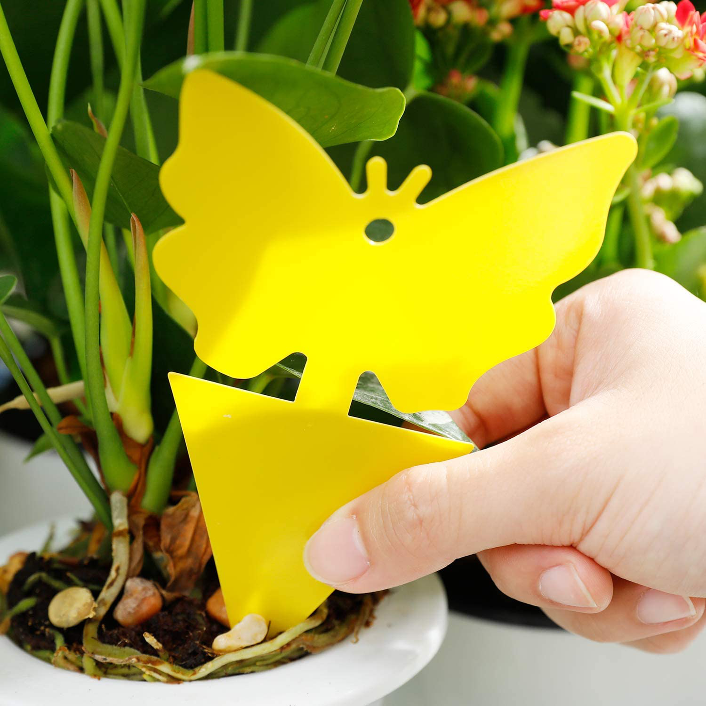 Yellow Sticky Fruit Fly Traps Gnat Trap for Indoor Houseplants 