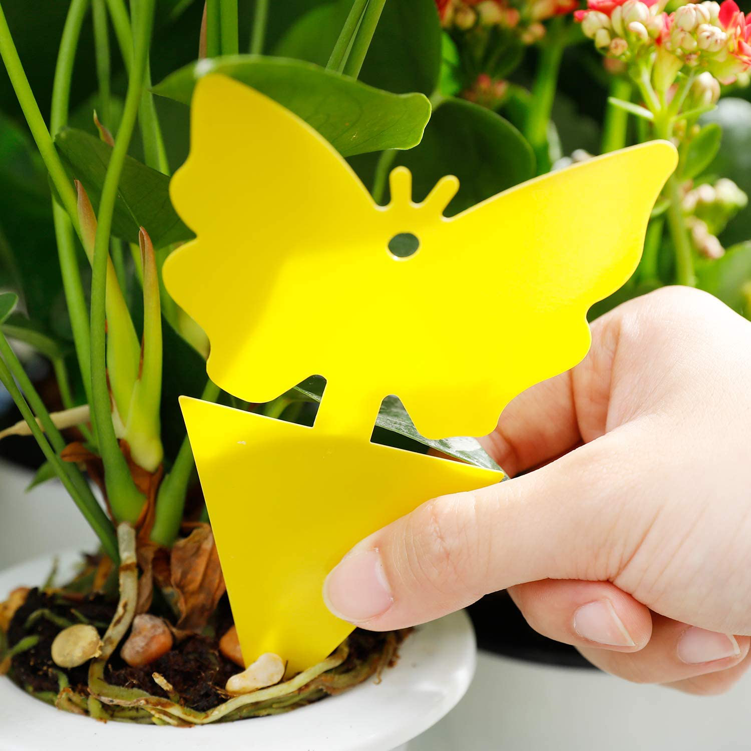 Yellow Sticky Fruit Fly Traps Gnat Trap for Indoor Houseplants 