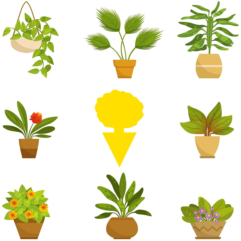 Multi Pack Yellow Fruit Fly Trap, 5 x 3 Inches Sticky Fungus Gnat Killer for Flying Plant Insect, Fungus Gnats, Whiteflies