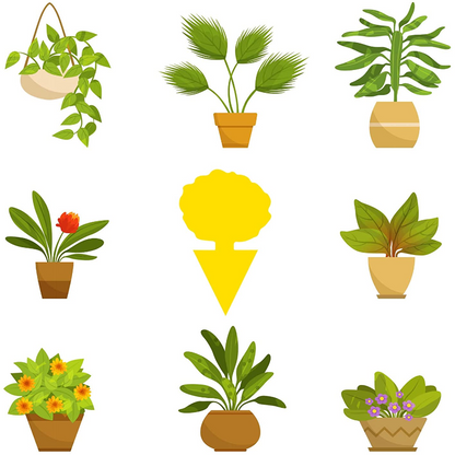 Multi Pack Yellow Fruit Fly Trap, 5 x 3 Inches Sticky Fungus Gnat Killer for Flying Plant Insect, Fungus Gnats, Whiteflies