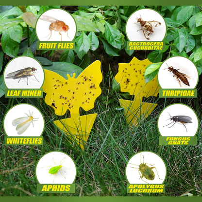 Fruit Fly Traps Indoor Sticky Glue Gnat Trap 24pcs Fungus Gnat Killer for Kitchen House Outdoor Plant Fly Paper Flying Insect Catcher