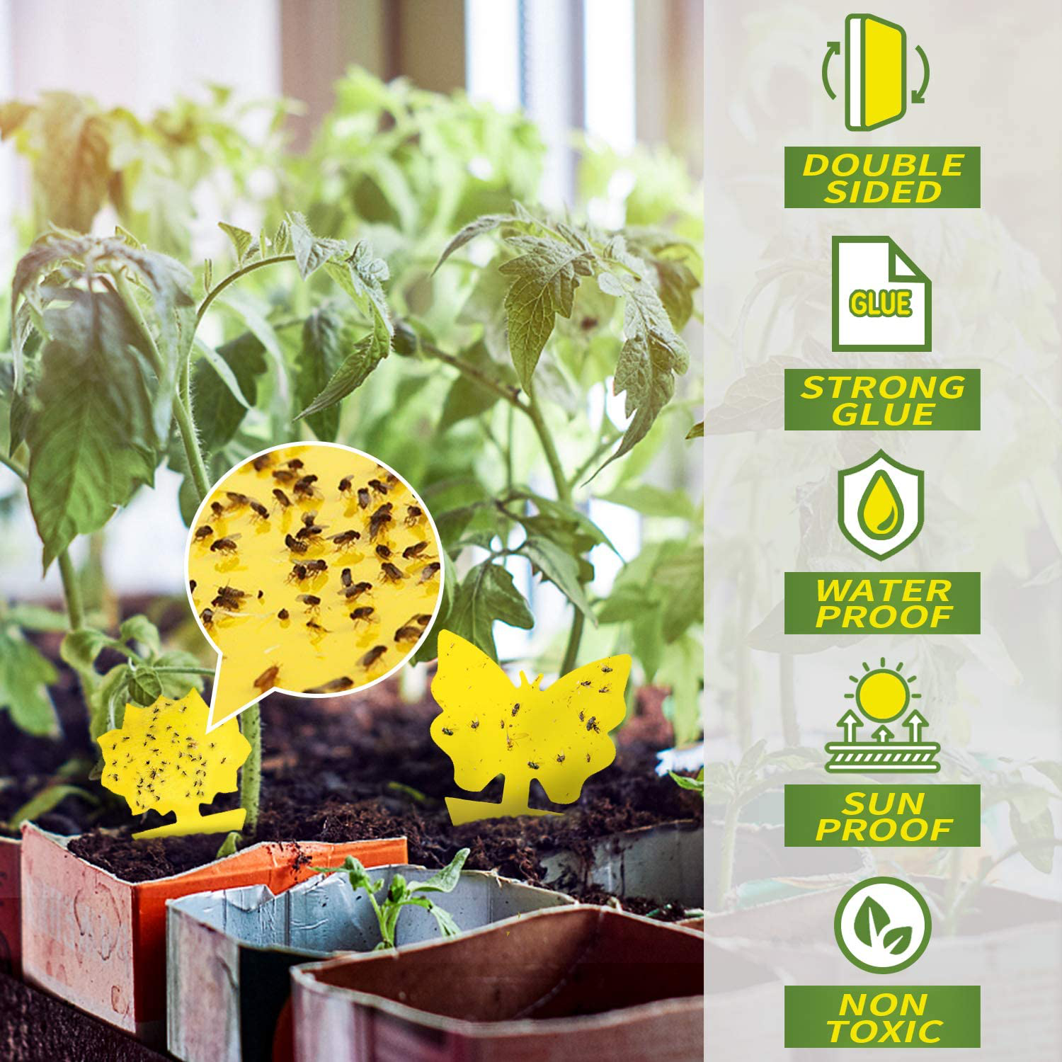 Fruit Fly Traps Indoor Sticky Glue Gnat Trap 24pcs Fungus Gnat Killer for Kitchen House Outdoor Plant Fly Paper Flying Insect Catcher