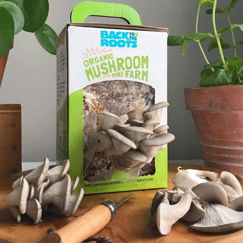 Organic Non-GMO Mushroom Grow Kit