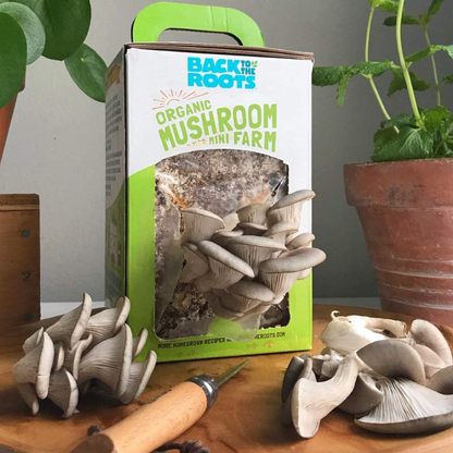 Organic Non-GMO Mushroom Grow Kit