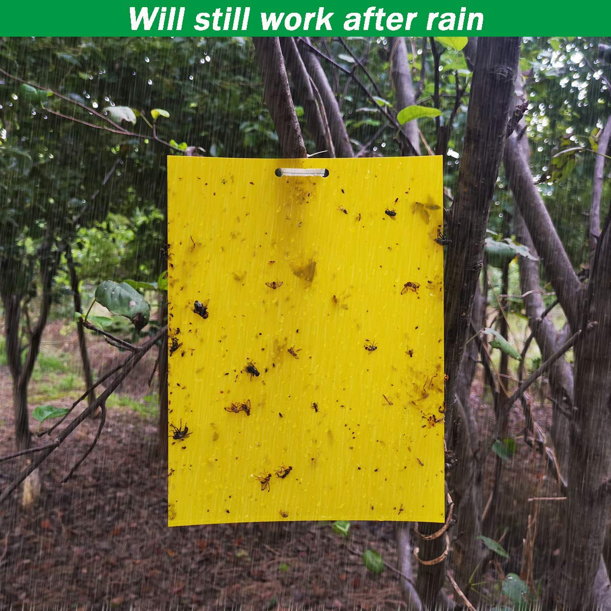 50 Sheets Yellow Sticky Traps, Fruit Fly Traps, for Indoor and Outdoor, Include Twist Ties and Plastic Holders
