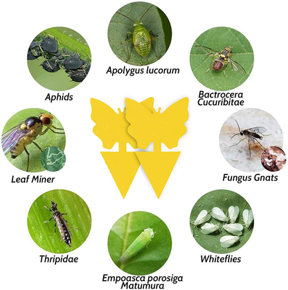 48 Pcs Sticky Fly Traps, Yellow Fruit Fungus Gnat Trap Killer for Indoor and Outdoor, Protect The Plant