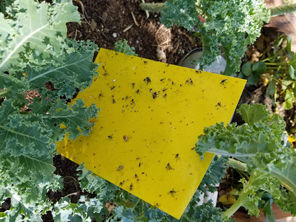 20-Pack Dual-Sided Yellow Sticky Traps for Flying Plant Insect Like Fungus Gnats, Aphids, Whiteflies, Leafminers