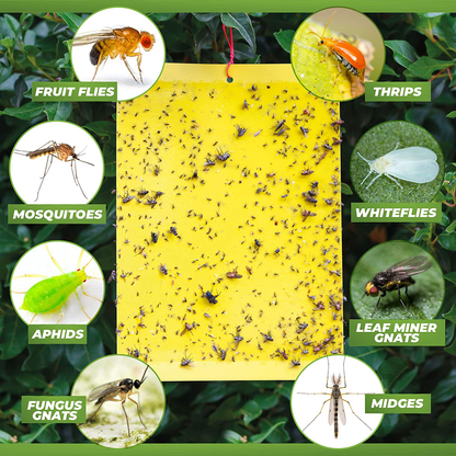 Fruit Fly Trap (20 Pack), Double-Sided Yellow Sticky Traps (Indoor & Outdoor), Fruit Fly Traps for Kitchen & Plants, Fruit Fly Killer - Sticky Gnat Trap Indoor Solution, Fungus Gnat Traps