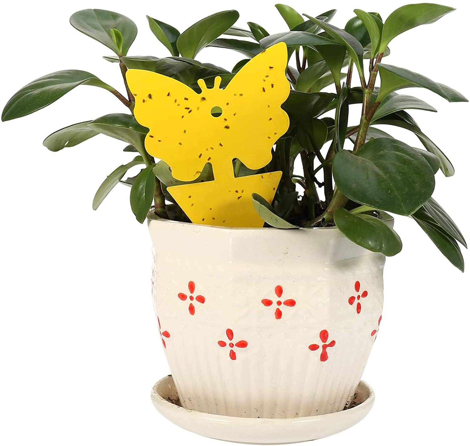 48 Pcs Sticky Fly Traps, Yellow Fruit Fungus Gnat Trap Killer for Indoor and Outdoor, Protect The Plant