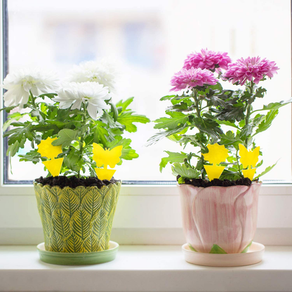 Mosqueda Fruit Fly Traps Fungus Gnat Traps Yellow Sticky Bug Traps 36 Pack Non-Toxic and Odorless for Indoor Outdoor Use Protect The Plant