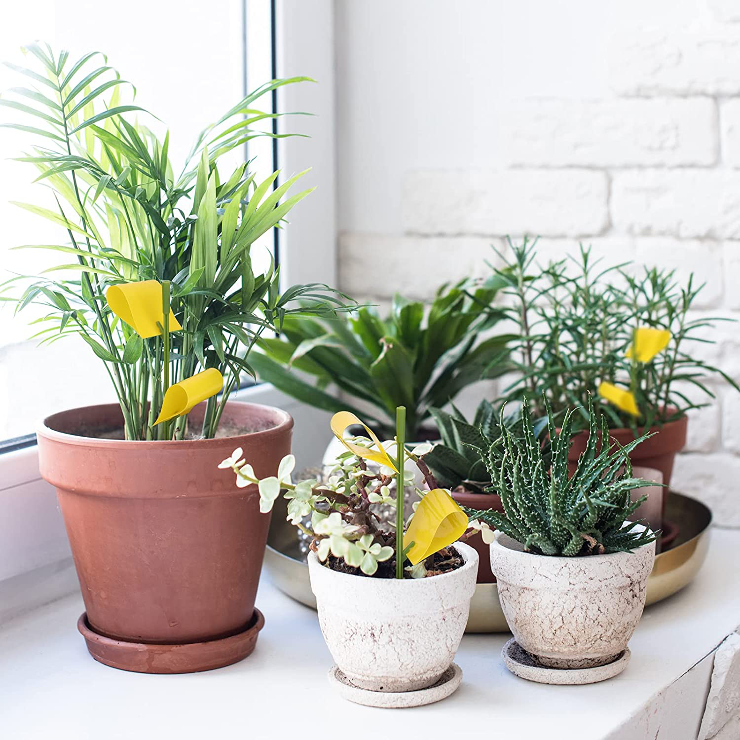 Garsum Sticky Houseplant Traps Gnat Yellow Insect Trap Indoor Fruit Fly Stakes Trap(42 Traps)