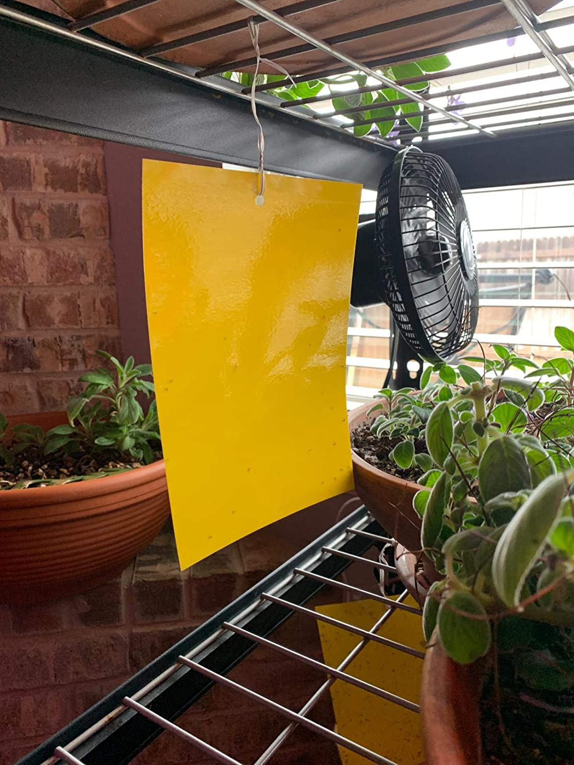 20-Pack Dual-Sided Yellow Sticky Traps for Flying Plant Insect Like Fungus Gnats, Aphids, Whiteflies, Leafminers