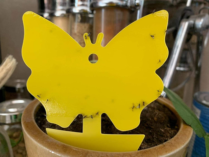 Yellow Sticky Fruit Fly Traps Gnat Trap for Indoor Houseplants 