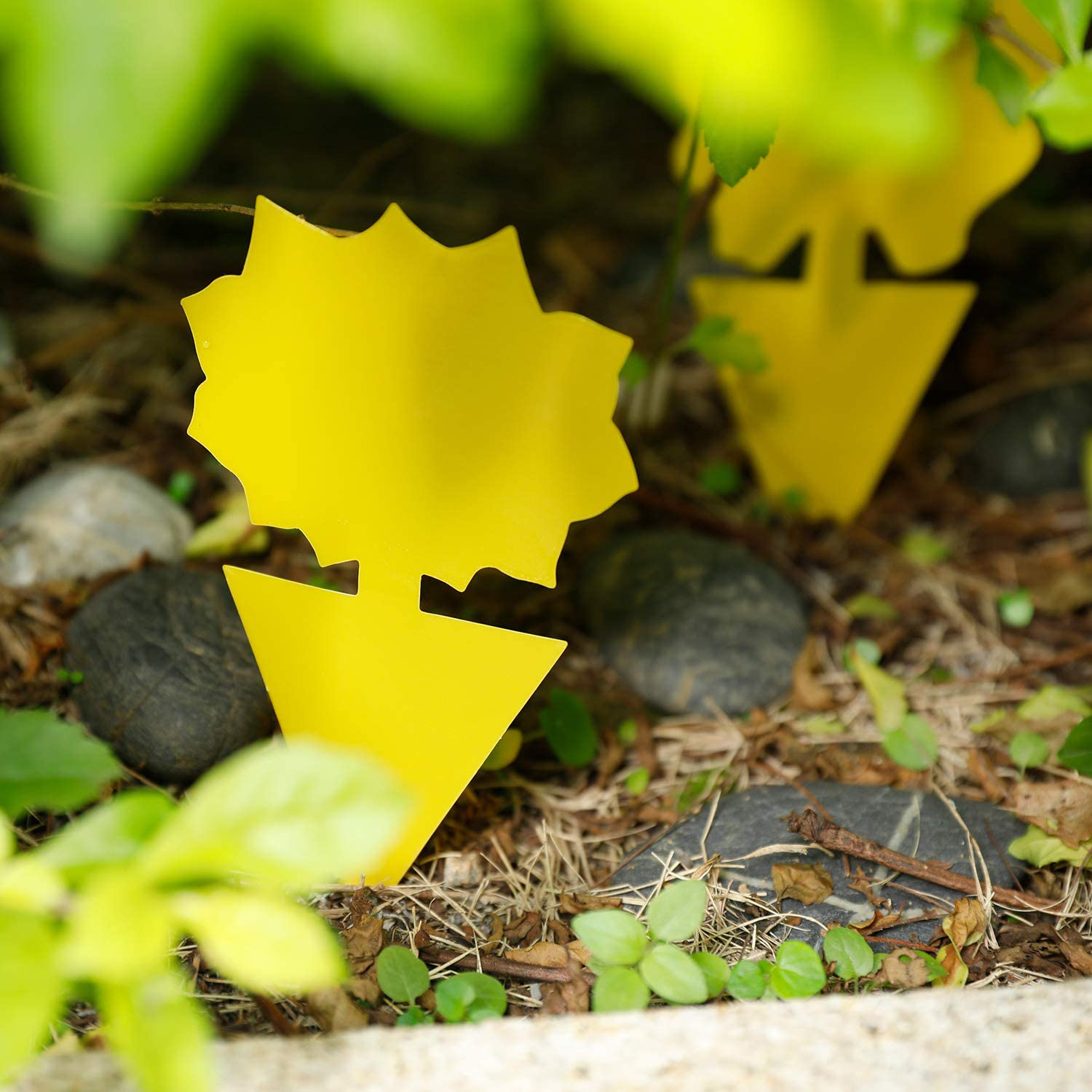 Sticky Trap,Fruit Fly and Gnat Trap Yellow Sticky Bug Traps for White Flies,Mosquitos,Fungus Gnats,Flying Insects