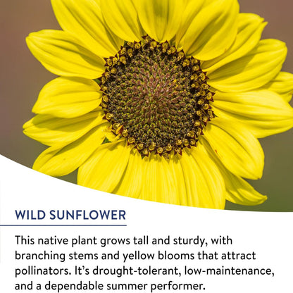 25,000 Wildflower Seeds Bulk Mix – Variety Non-GMO Pollinator Garden Blend