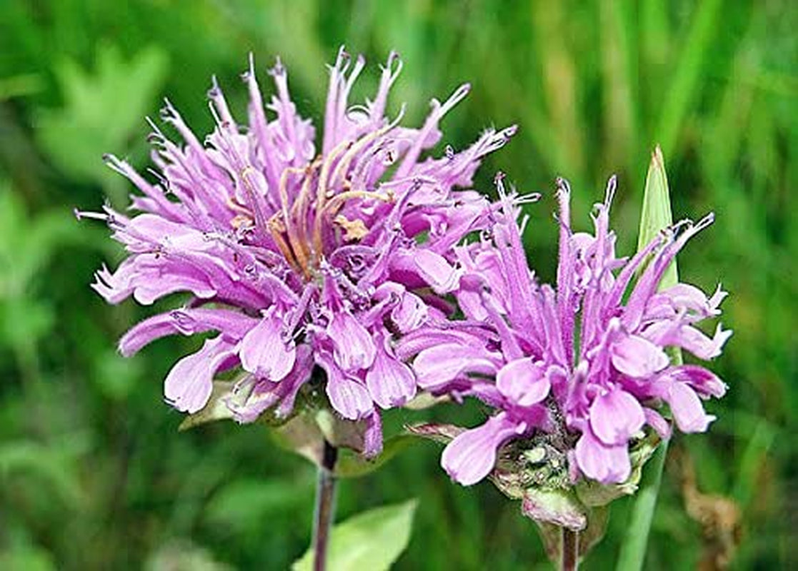200+ Wild Bergamot Seeds Heirloom Non-GMO Fragrant Mintleaf Bee Balm Oswego Tea Monarda fistulosa menthifolia from USA
