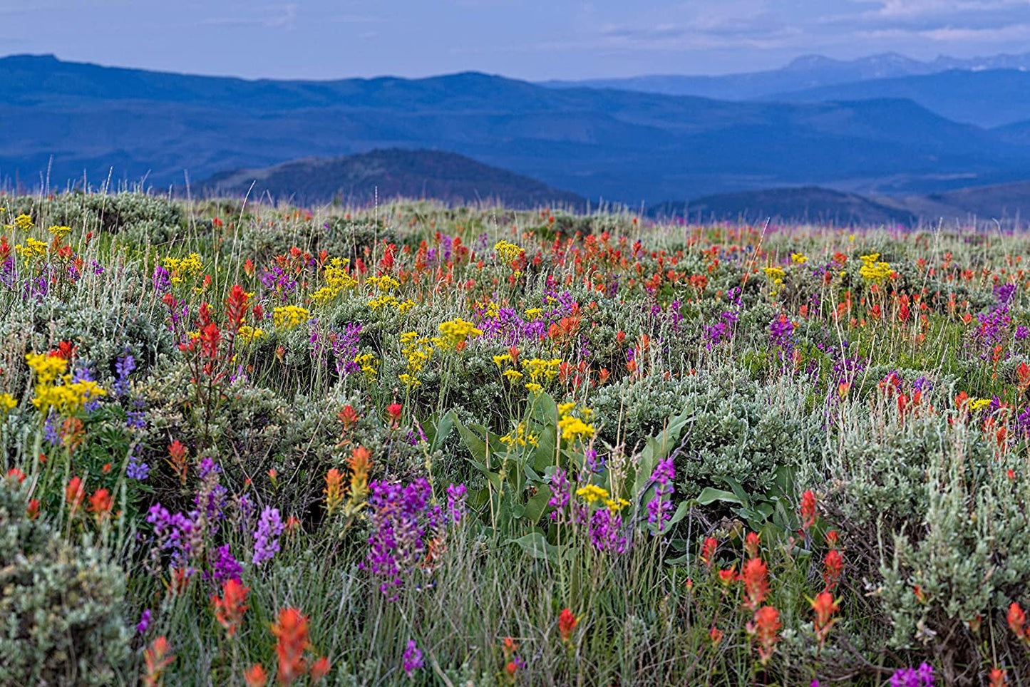 Drought Tolerant Wildflower Seeds Kit - Open-Pollinated Bulk Wild Flower Seed Mix for Beautiful Perennial, Annual Garden Flowers - No Fillers - Covers 10 sq ft.